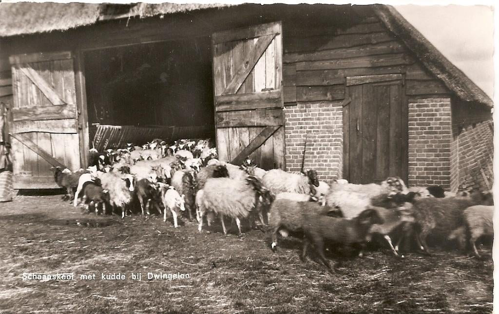 Dwingeloo, schaapskooi met kudde, Ophalen of Verzenden, 1960 tot 1980, Gelopen, Drenthe