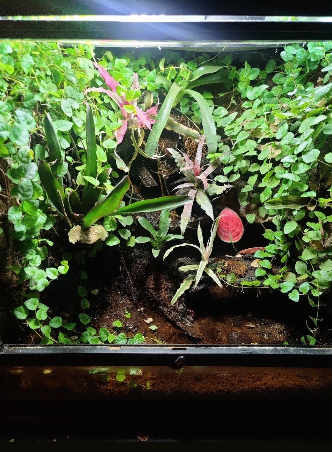 Prachtig begroeid terrarium met natuurlijke planten, Ophalen