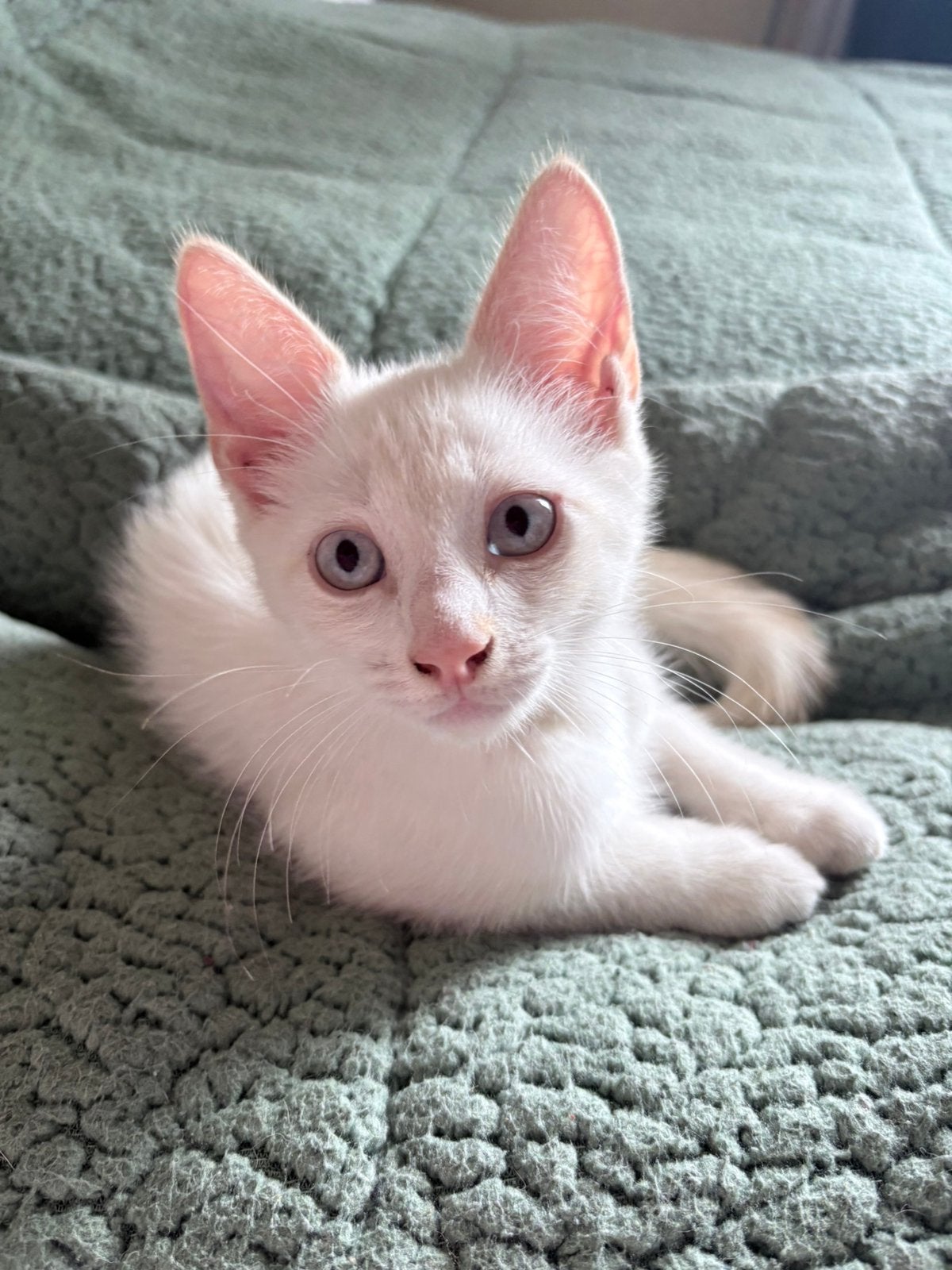 Siamees kitten kater, Dieren en Toebehoren, Katten en Kittens | Raskatten | Korthaar, Kater, Gechipt, 0 tot 2 jaar