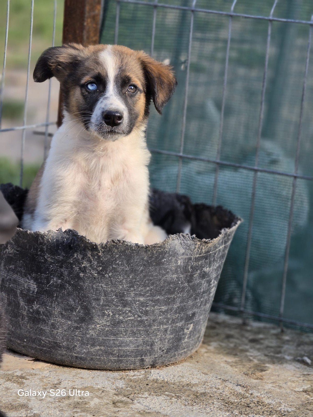 Pup Baya zoekt een baasje, Dieren en Toebehoren, Honden | Niet-rashonden, 15 weken tot 1 jaar, Handelaar, Buitenland, Teef