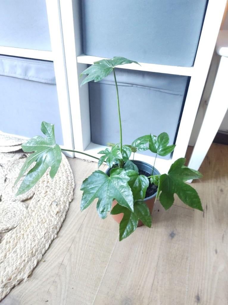 Fatsia japonica / Paperplant / Japanese aralia - Vingerplant, Ophalen, Overige soorten, Halfschaduw, Minder dan 100 cm