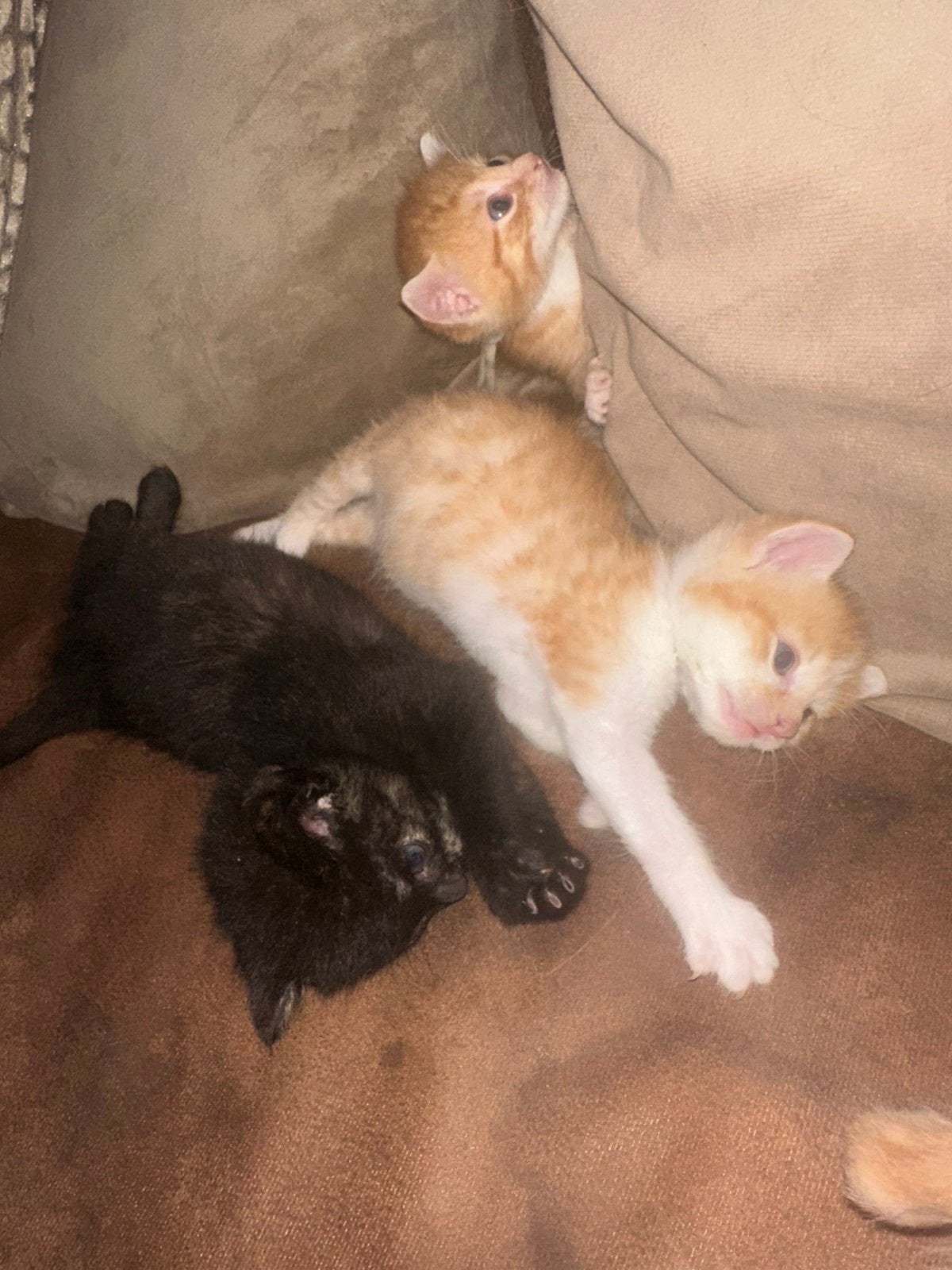 Kittens te koop, Dieren en Toebehoren, Katten en Kittens | Overige Katten, Meerdere dieren, Kortharig, 0 tot 2 jaar