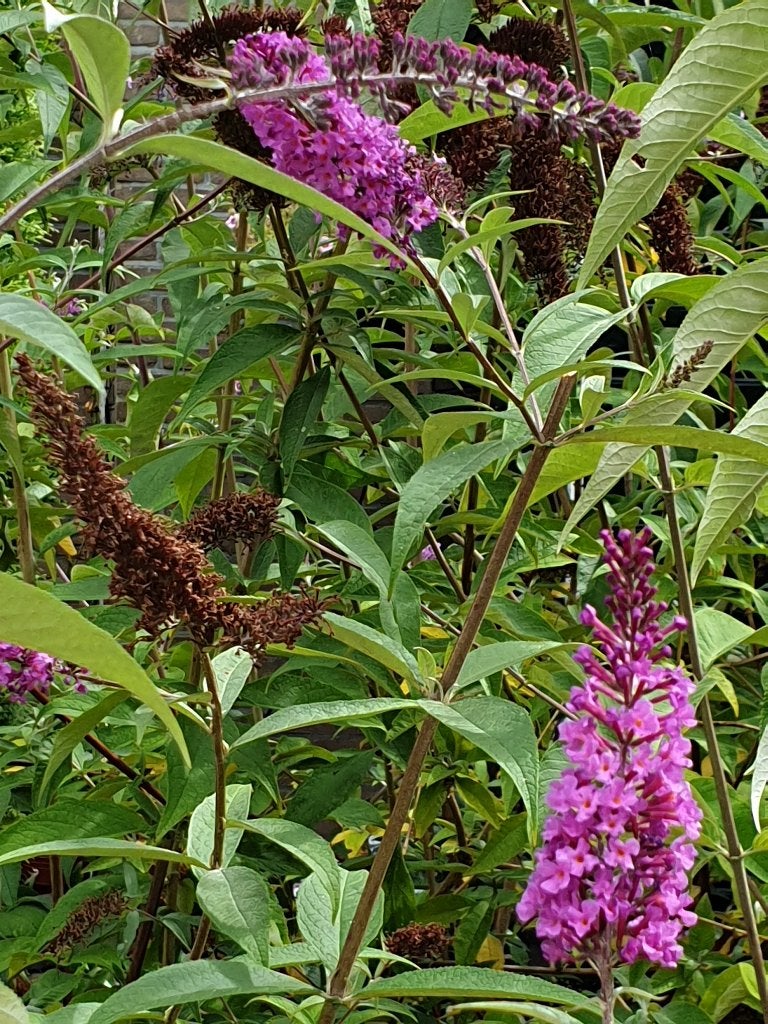 vlinderplanten, Tuin en Terras, Vaste plant, Halfschaduw, Zomer, Ophalen