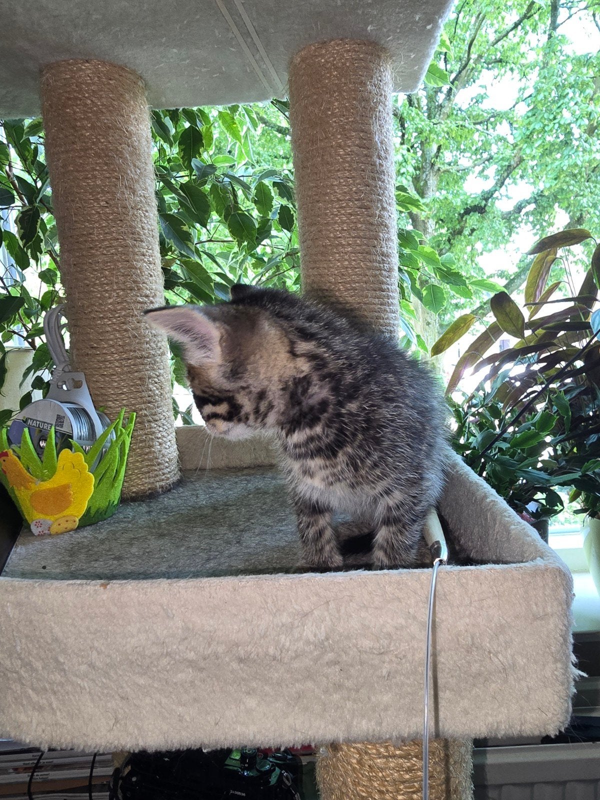 Kittens te koop