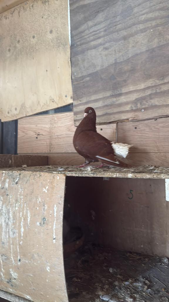 Mooie syriesche duivin te koop, Dieren en Toebehoren, Vogels | Duiven, Vrouwelijk, Overige soorten