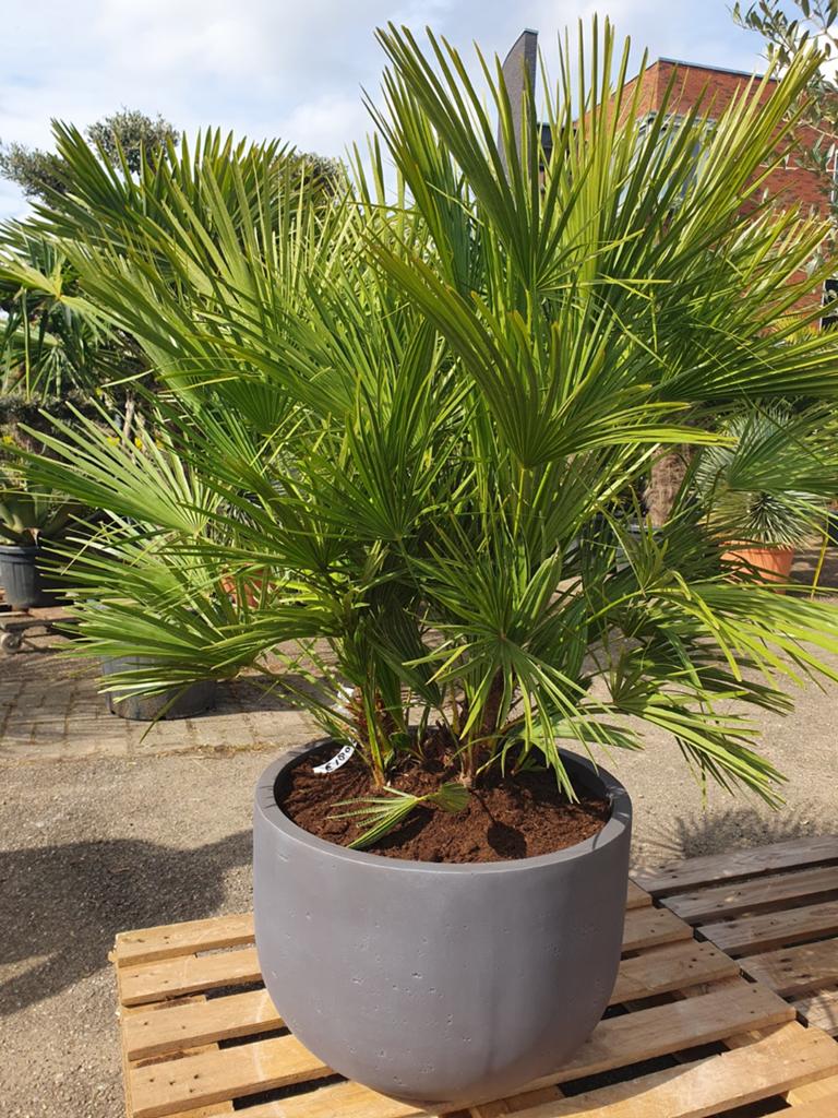 Palm in een deco pot, Tuin en Terras, Planten | Bomen, 100 tot 250 cm, Zomer, Palmboom, Ophalen