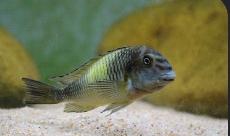 tropheus moori kasakalawe/ kapamba, Dieren en Toebehoren, Vis