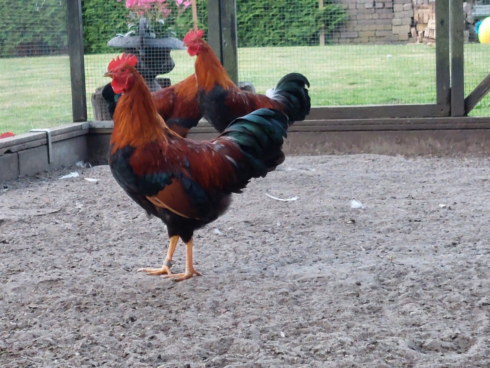 3 welsumer kriel hanen, Dieren en Toebehoren, Pluimvee, Mannelijk, Kip