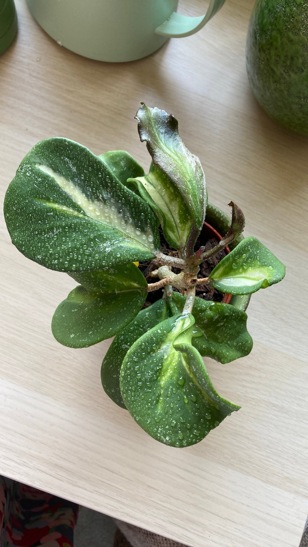 Hoya Obovata variegata Picta, Huis en Inrichting, Kamerplanten, Ophalen of Verzenden, Halfschaduw, Minder dan 100 cm