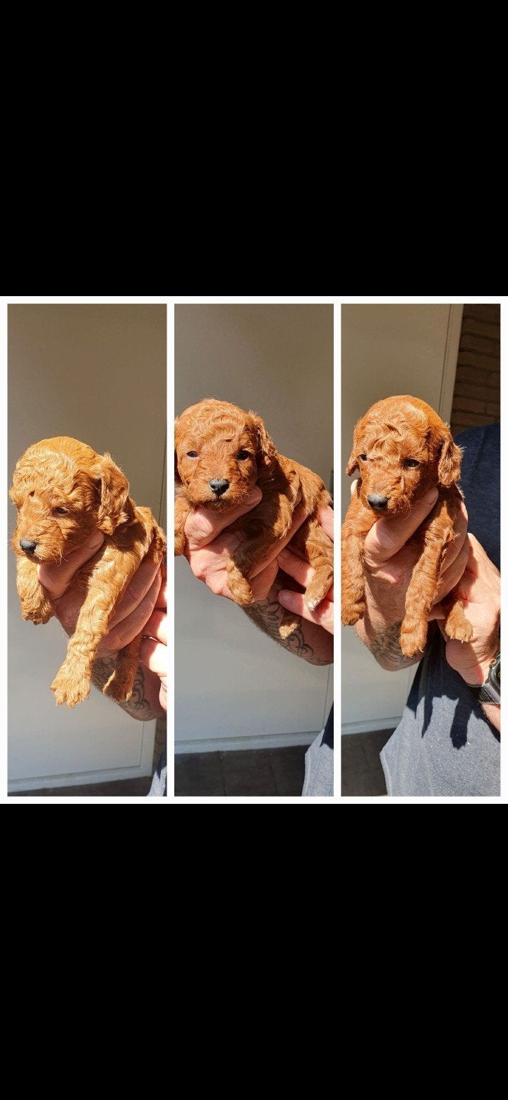 Toypoedel reutjes raszuiver, Poedel, Reu, 8 tot 15 weken, Meerdere