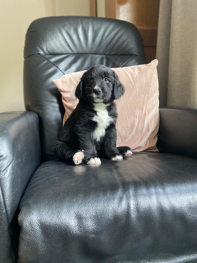 Eén teefje (berner sennen x labrador) te koop, Dieren en Toebehoren, 8 tot 15 weken, Labrador retriever, Meerdere, Meerdere dieren
