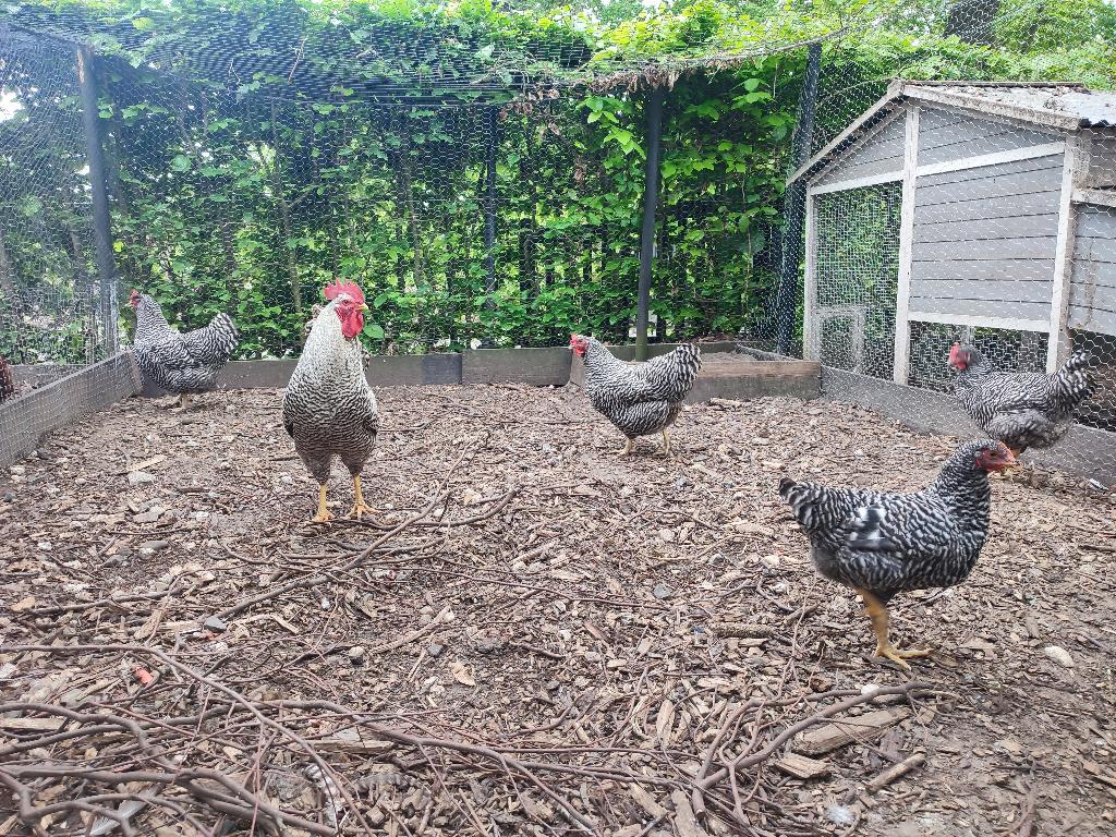 Amrock broedeieren groot ras, Dieren en Toebehoren, Pluimvee, Kip, Geslacht onbekend