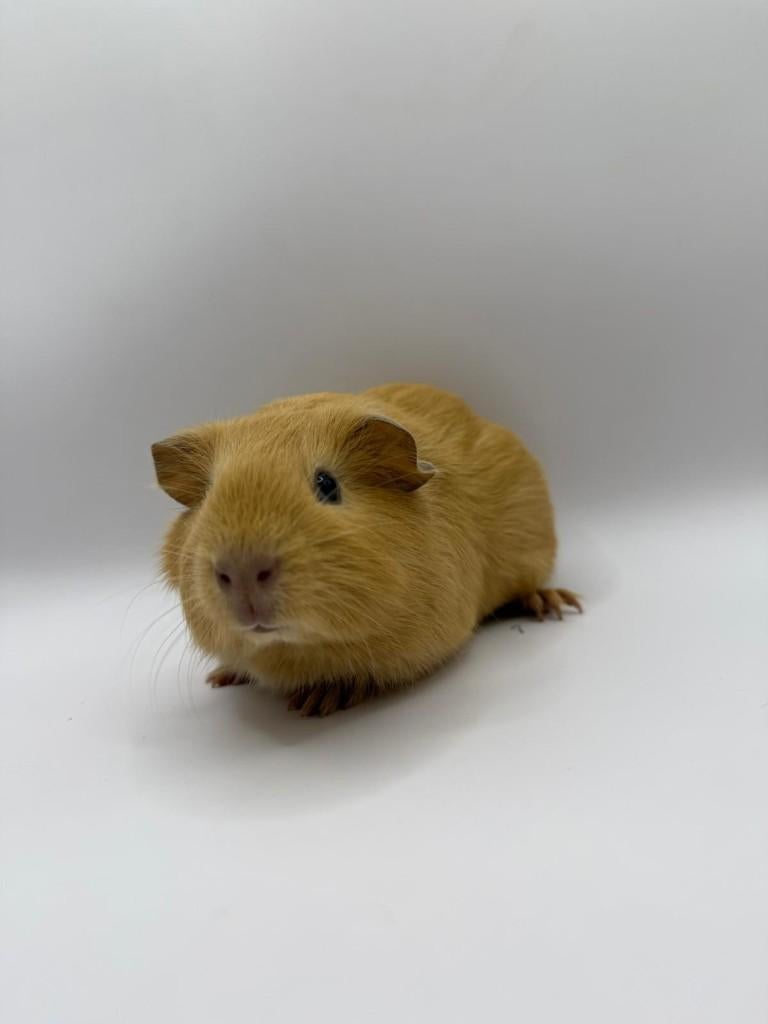 Te koop 2 super leuke gecastreerde cavia beertjes mannetjes, Januari, Mannelijk, Cavia