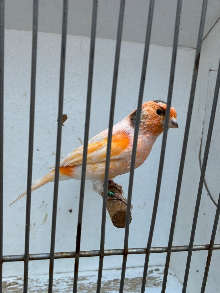 Harlekijn kanarie man, Mannelijk, Postuurkanarie