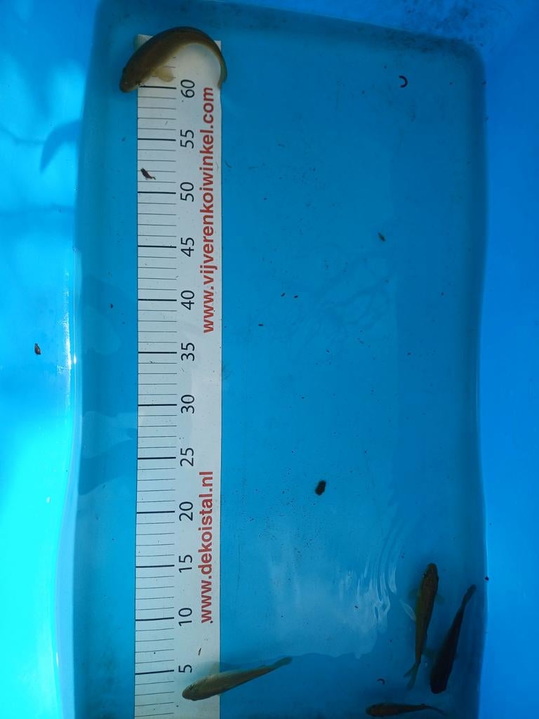 Japanse koi, chagoi, magoi, Karper of Koi