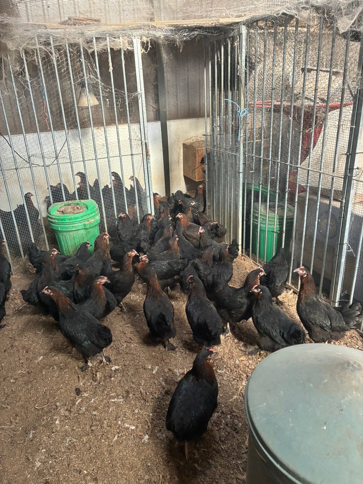 Hennen marans, Vrouwelijk, Kip