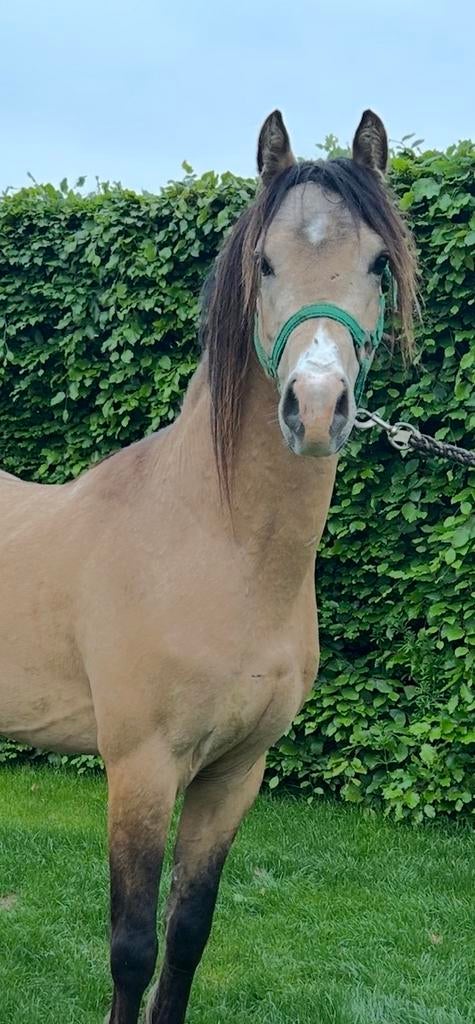 3 jarige welsh pony hengst te koop!, Gechipt, Minder dan 160 cm, Dressuurpaard, Hengst