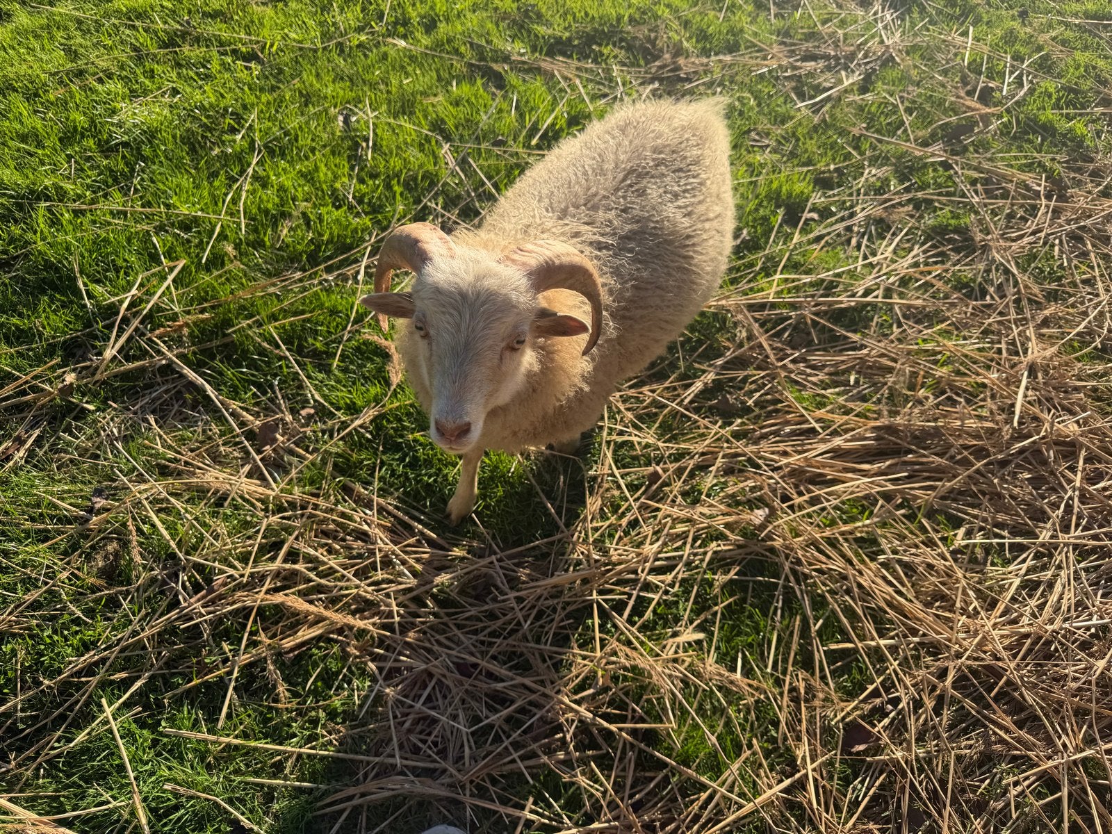 Ouessant schaap bok van dit jaar te koop, Dieren en Toebehoren, Mannelijk, Schaap