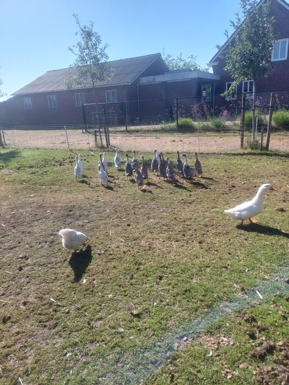 loopeenden, Dieren en Toebehoren, Pluimvee, Meerdere dieren, Eend