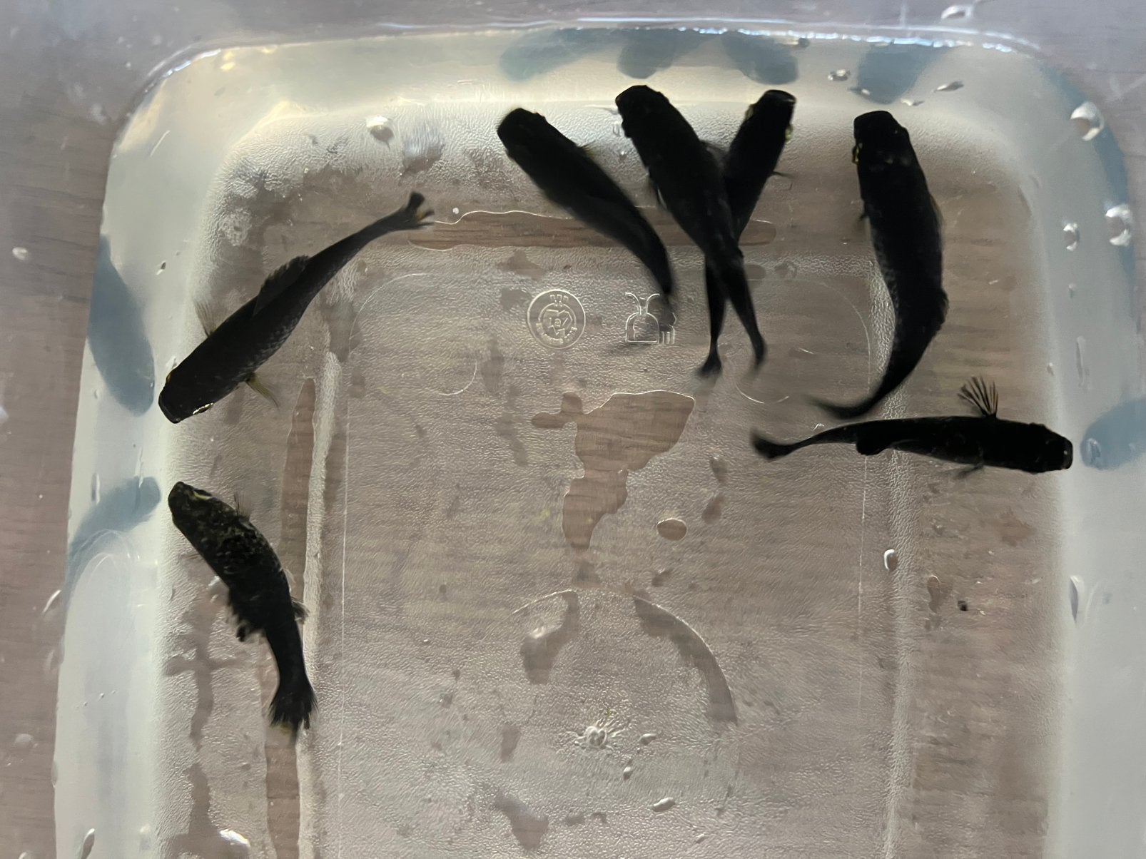 Jongen black Molly’s, Dieren en Toebehoren, Vis, Zoetwatervis