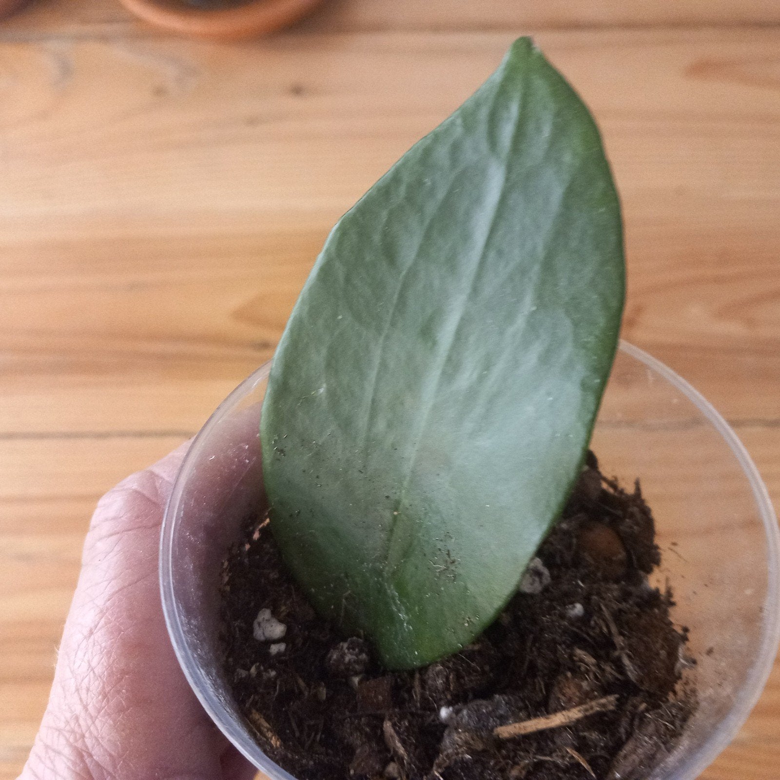 hoya purpureo fusca stek nr 118, Huis en Inrichting, Ophalen of Verzenden, Halfschaduw, Minder dan 100 cm
