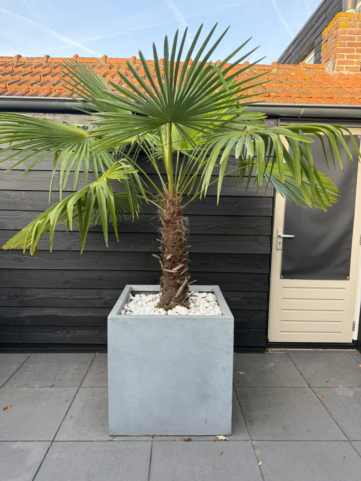 Grote Trachycarpus winterharde palm inclusief grote plantenb, 100 tot 250 cm, Zomer, Palmboom, Ophalen