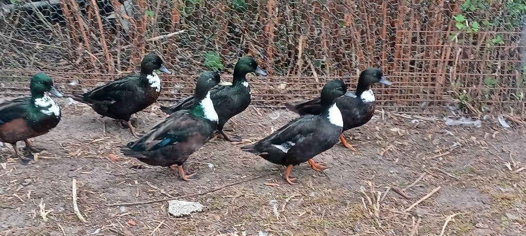 Eenden, Dieren en Toebehoren, Meerdere dieren, Eend