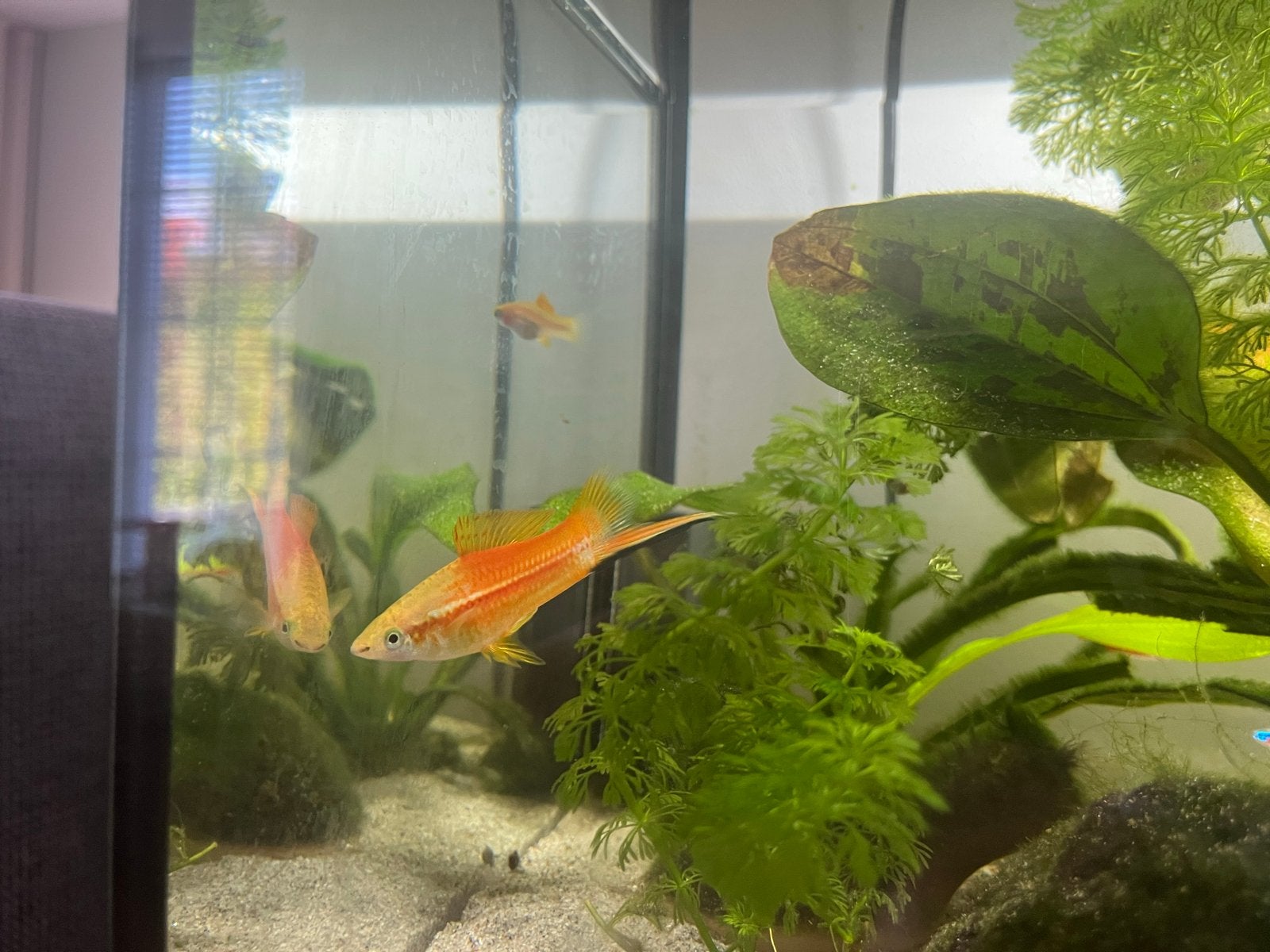 Zwaarddrager visjes oranje aquarium, Vis, Zoetwatervis