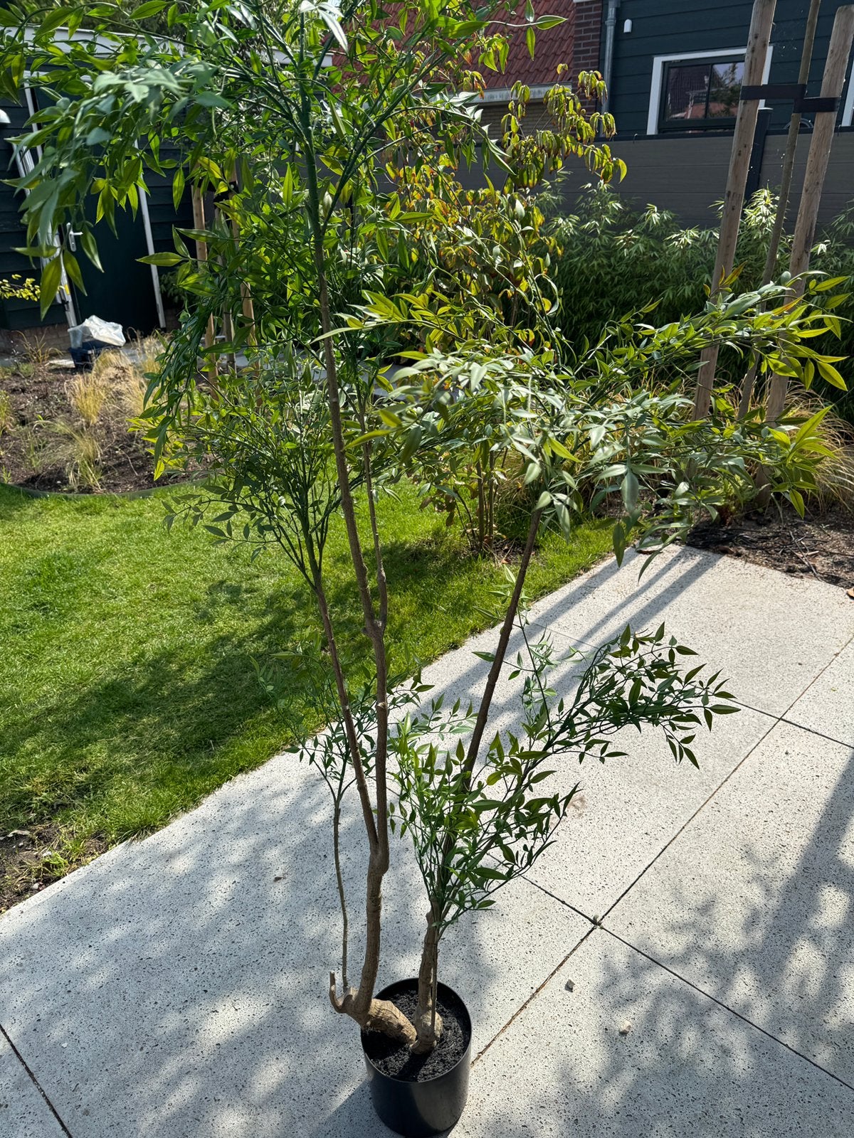 Kunstplant ruscus 180 cm, Ophalen