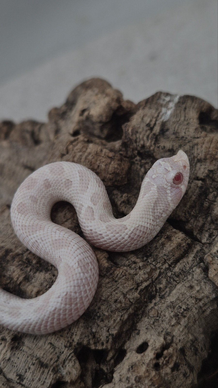 Haakneusslang Yeti (Snow conda) Hognose Snake - male for sale from De Jong