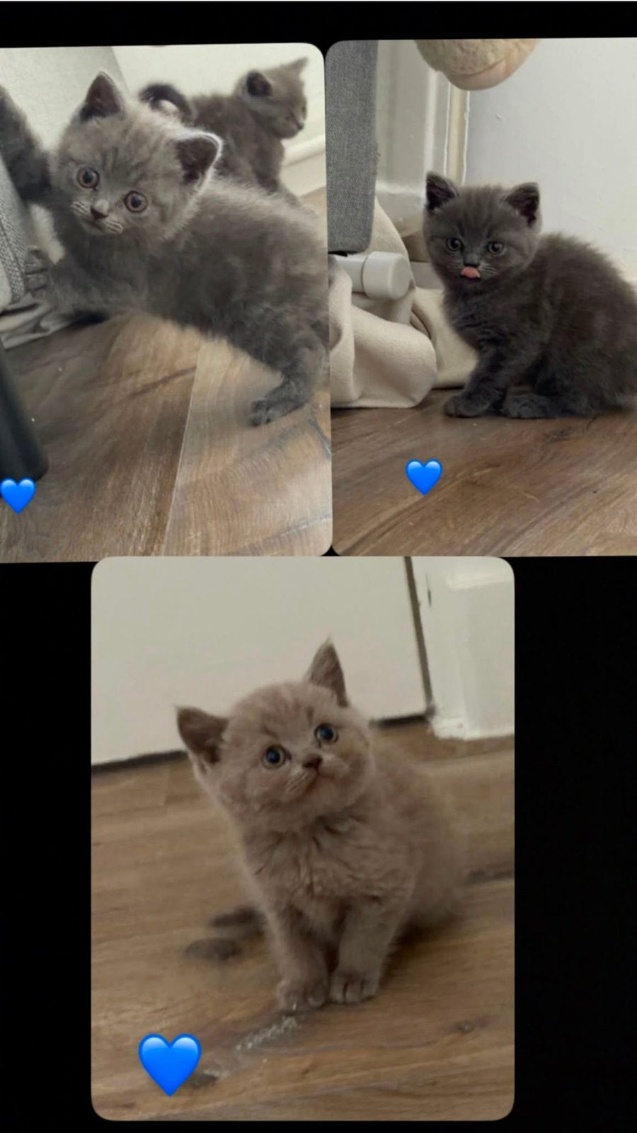 Kittens, Kater, 0 tot 2 jaar