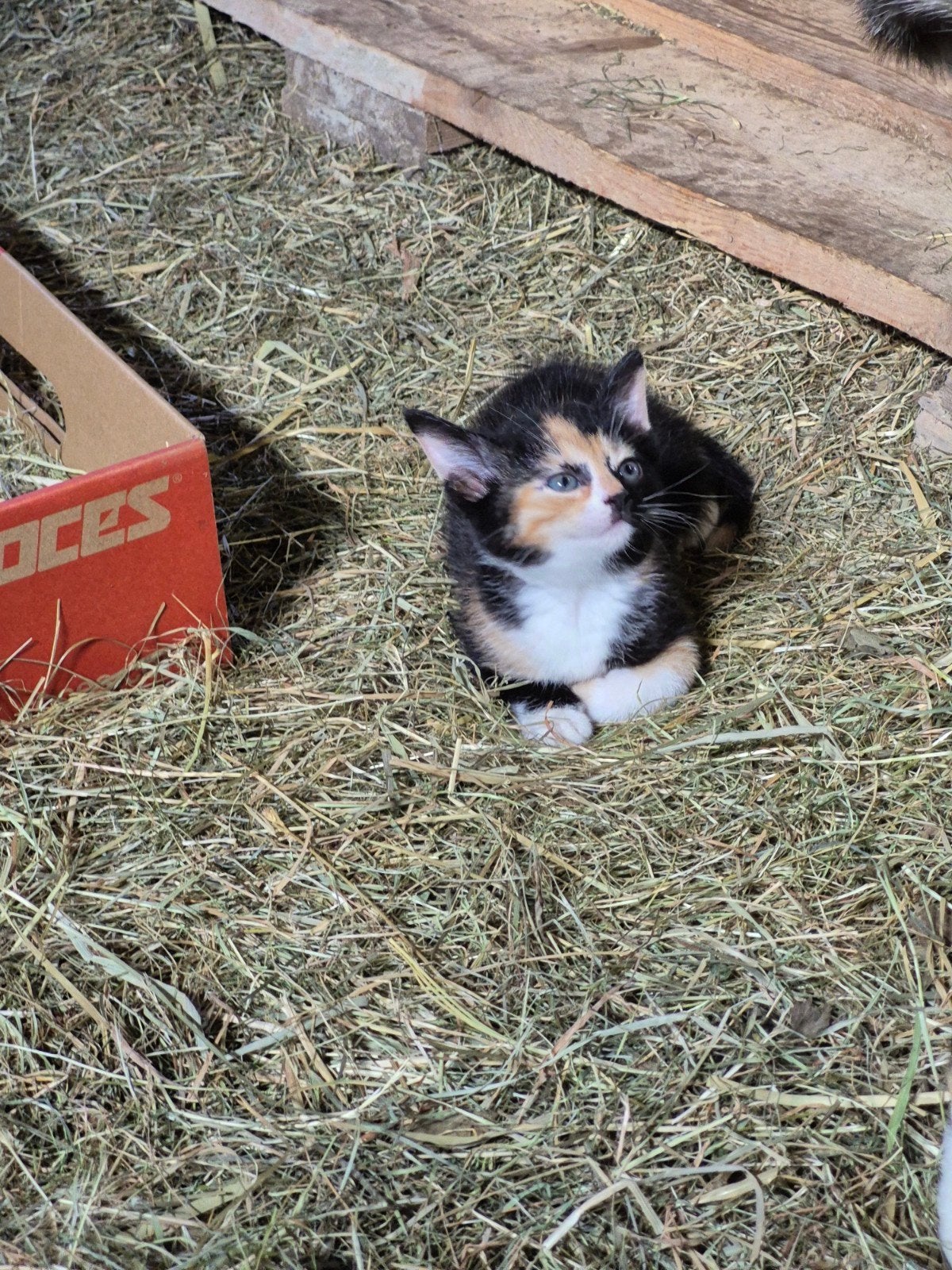 Lieve kittens aangeboden, Meerdere dieren, Kortharig, 0 tot 2 jaar