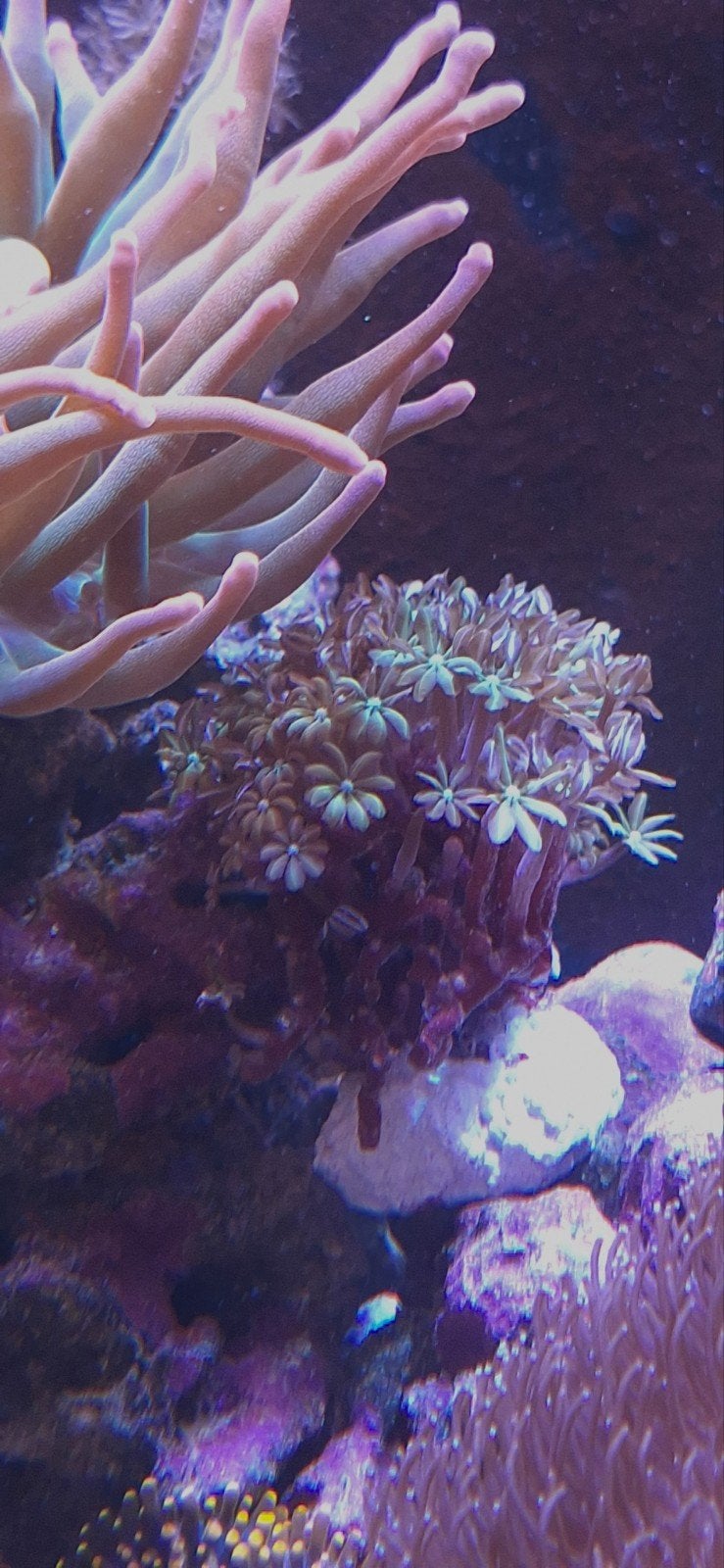 koraal stekjes groene orgelpijp (tubipora musica), Overige typen