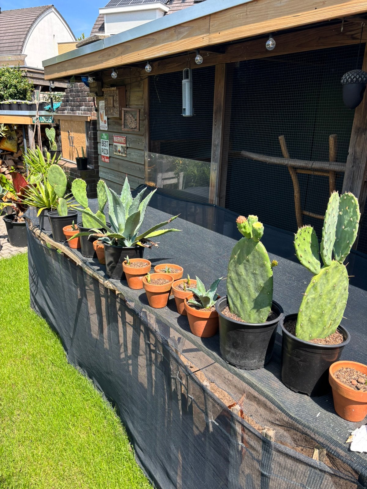 Verscillende cactussen en agave, Ophalen, Zo goed als nieuw, Rond, Metaal