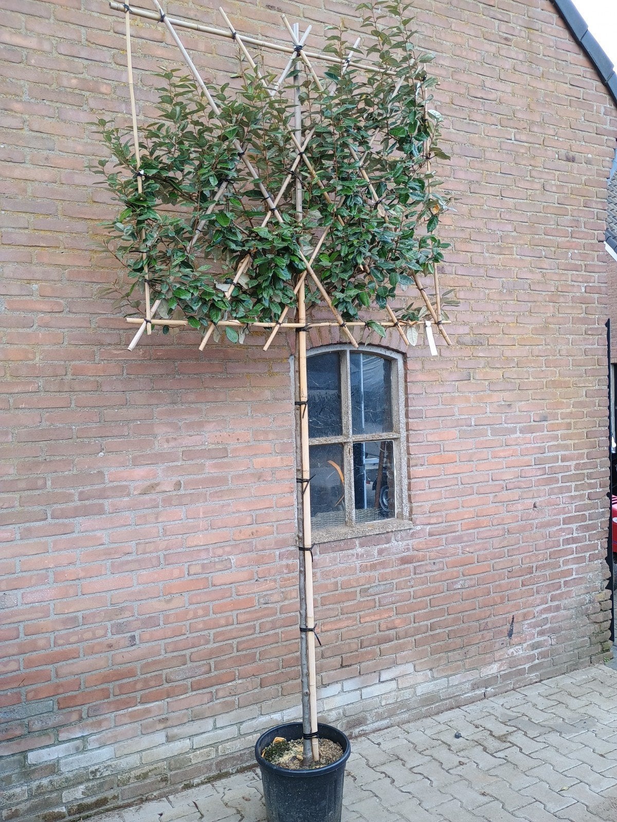 Leiboom Olijfwilg (Elaeagnus x Ebbingei) - Stamhoogte 180cm, Ophalen