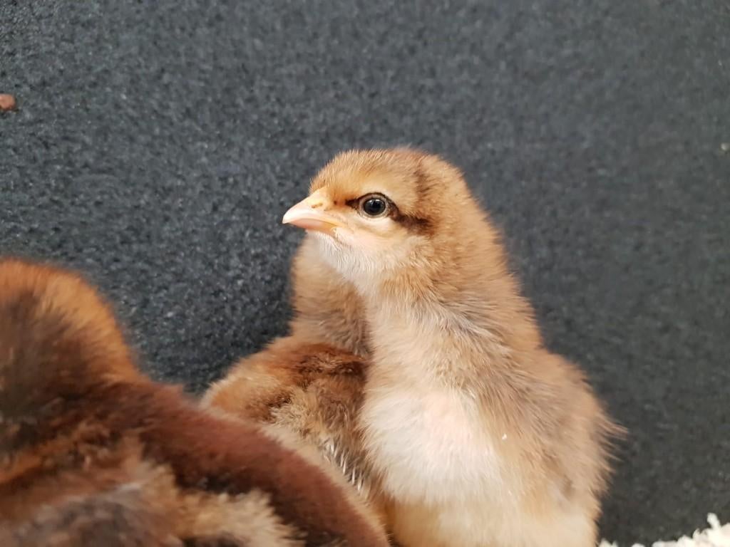 Bielefelder kriel kippen kuikens | Gesekst en Ingeënt, Dieren en Toebehoren, Pluimvee, Vrouwelijk, Kip