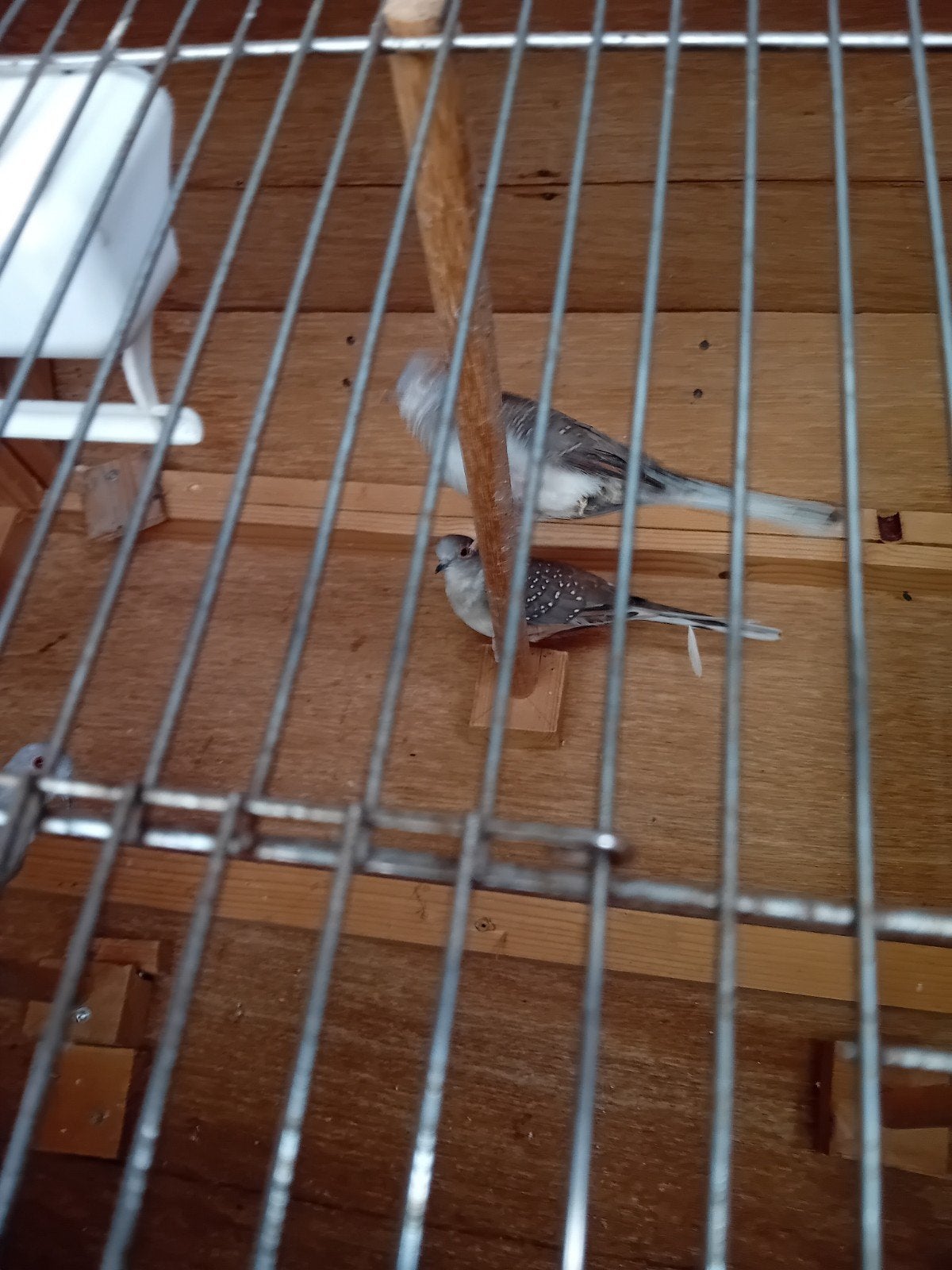 jonge bonte diamant duifjes, Dieren en Toebehoren