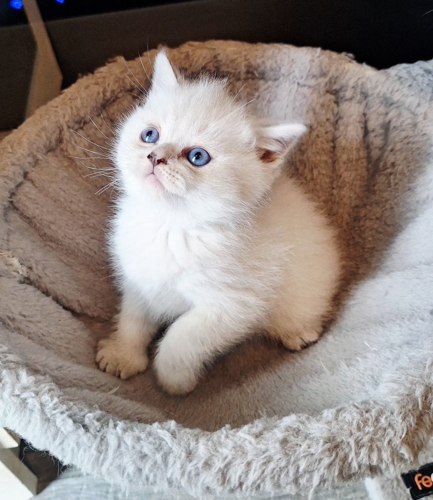 Britse korthaar kittens point met blauwe ogen, Meerdere dieren, Ontwormd, 0 tot 2 jaar