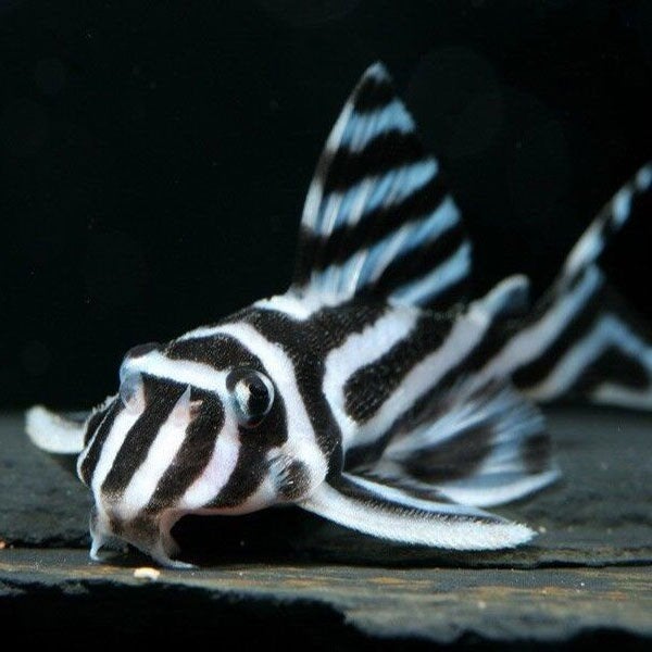 GEZOCHT: L046 L46 zebra pleco, Ophalen, Zo goed als nieuw, Overige materialen, Overige merken