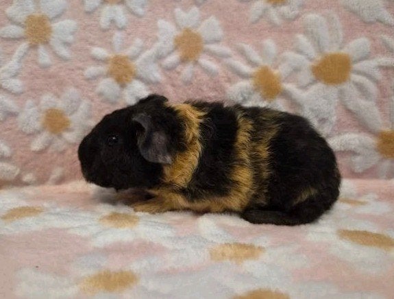 US Teddy beren met stamboom, Dieren en Toebehoren, Knaagdieren, Cavia, Mannelijk, Juli, Tam