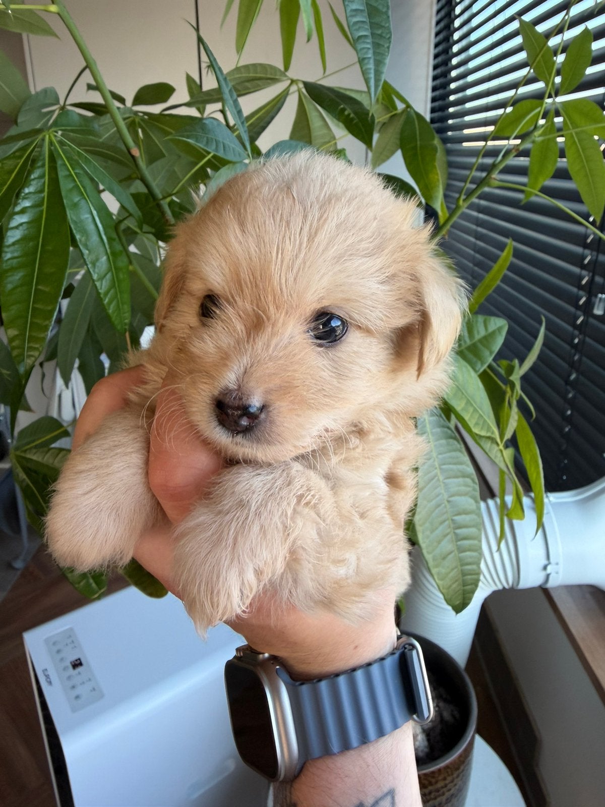 2x Toypoodle x Pomeriaan Pups 7 Weken Oud Mogen Weg Op 4 Aug, Meerdere, Nederland, Particulier, Reu