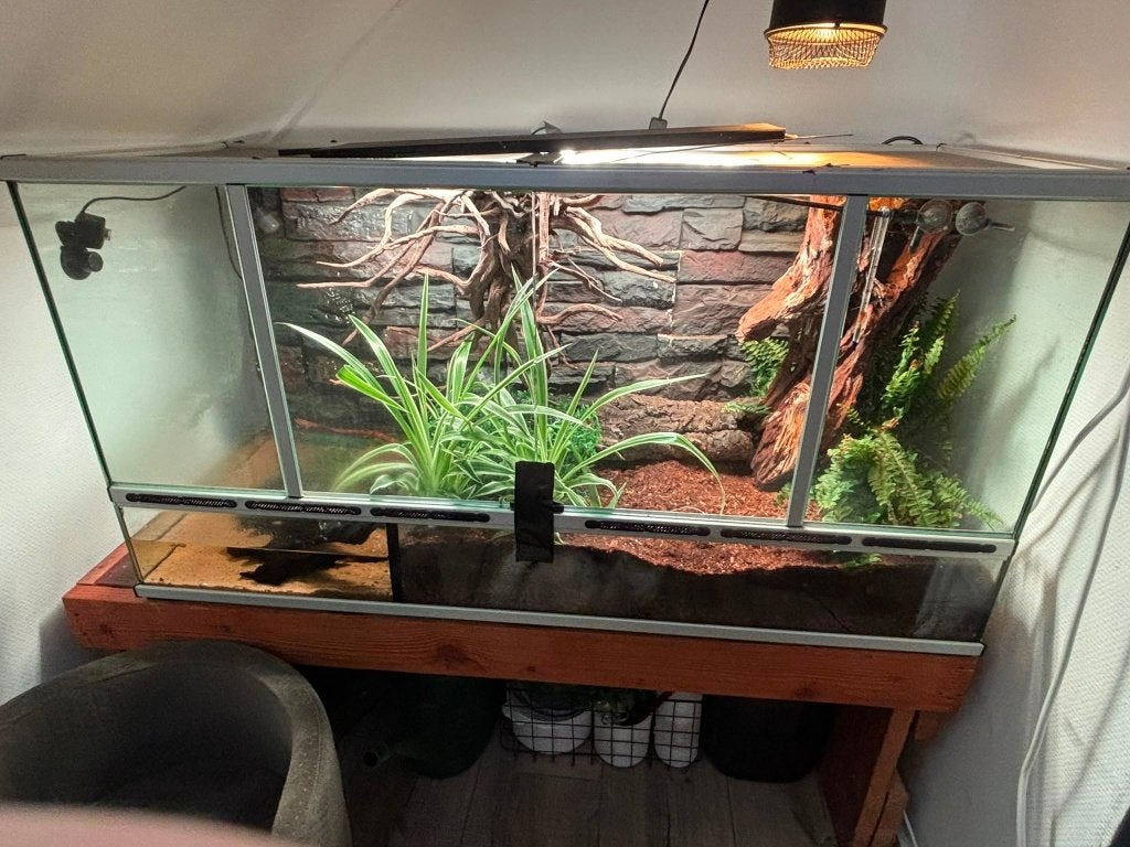 Prachtige set rattenslangen compleet met terrarium, Dieren en Toebehoren, Reptielen en Amfibieën, Slang, Met terrarium, 0 tot 2 jaar