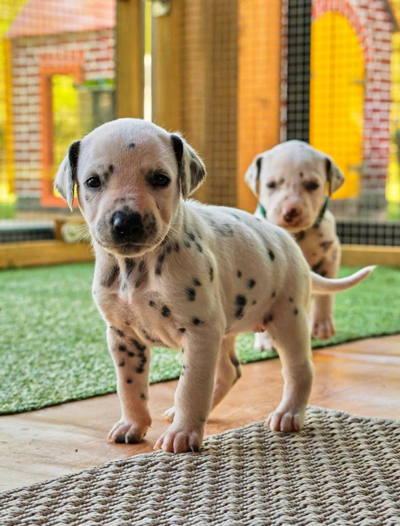 Dalmatiër Pups van erkende fokker!, Parvo, Overige rassen, 8 tot 15 weken, Meerdere