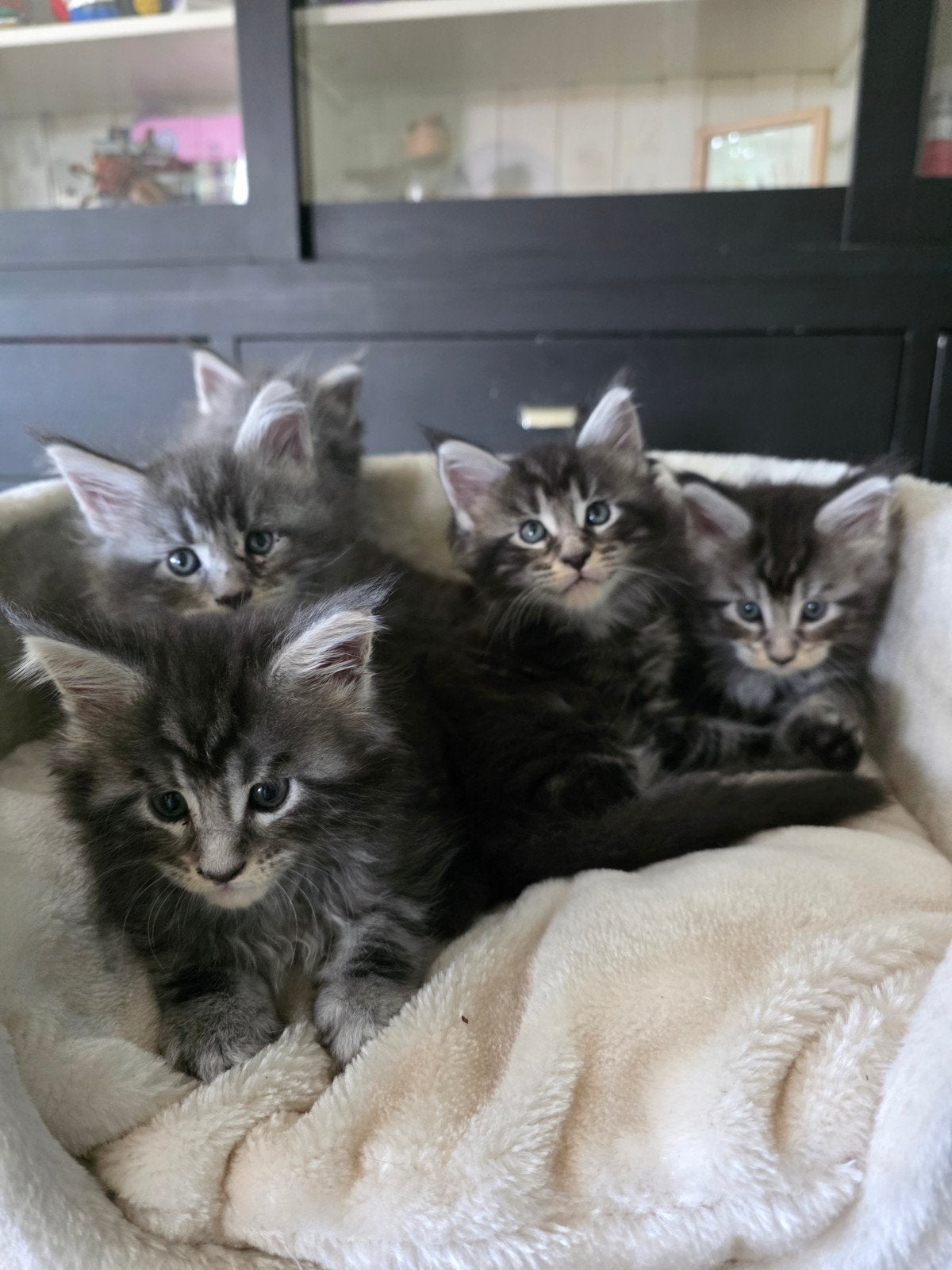 5 Prachtige Maicoon kittens, Dieren en Toebehoren, Meerdere dieren, Gechipt, 0 tot 2 jaar