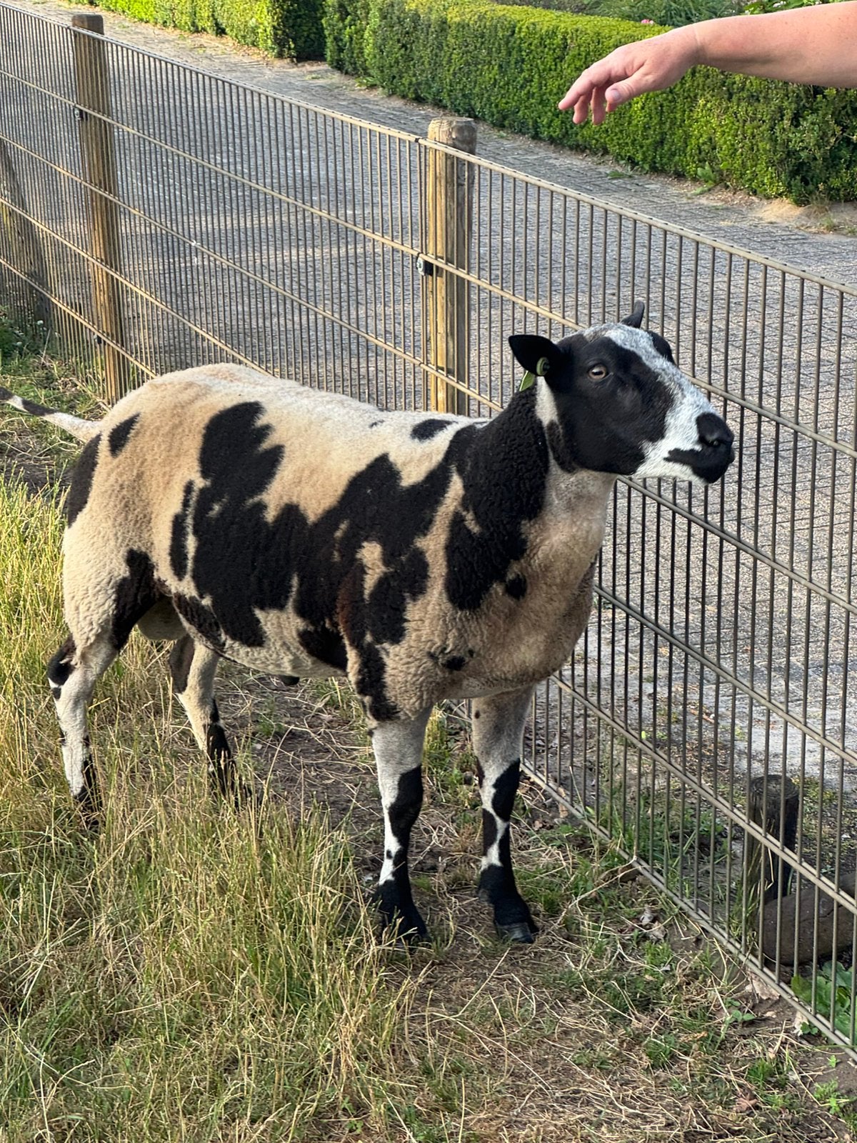 Mooie bonte ram, Dieren en Toebehoren, Schapen, Geiten en Varkens, Mannelijk, Schaap