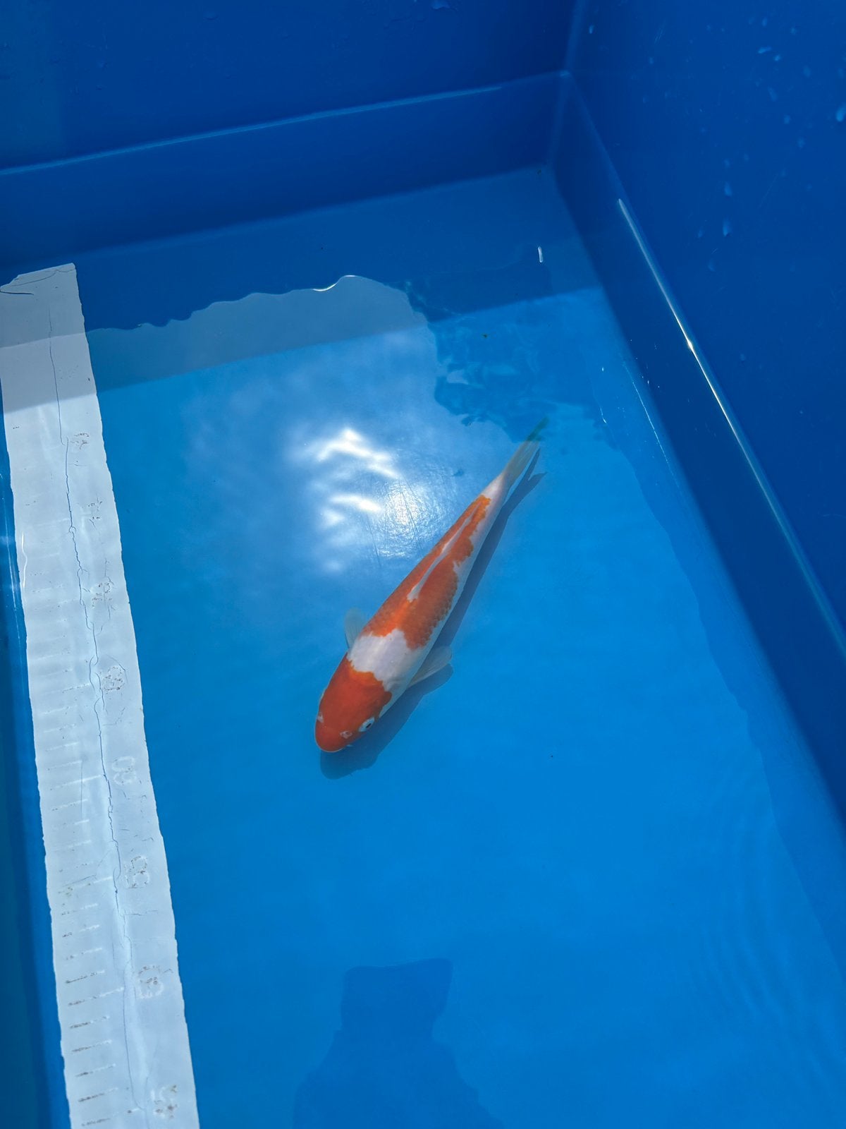Tosai Kohaku Sakai Fish Farm Bloedlijn 23CM, Dieren en Toebehoren, Vissen | Vijvervissen, Karper of Koi