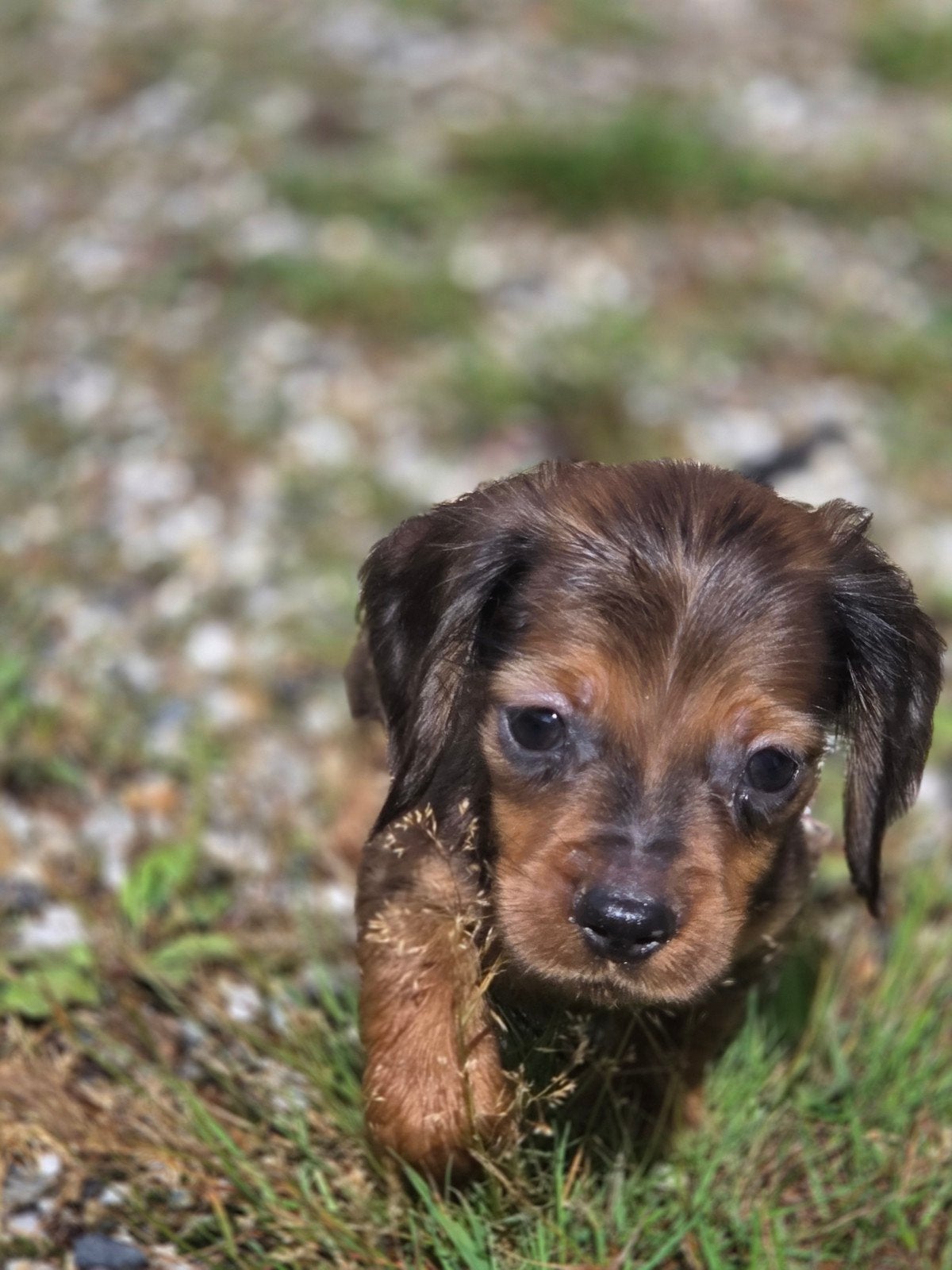 3 lieve teckel reutjes zoeken een gouden mandje, Dieren en Toebehoren, Reu, 8 tot 15 weken, Dwerg, Eén hond