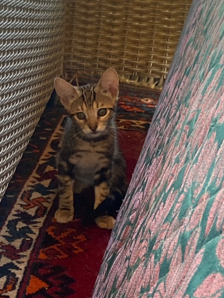 Kitten bijna 3 maand, Poes, Kortharig, 0 tot 2 jaar