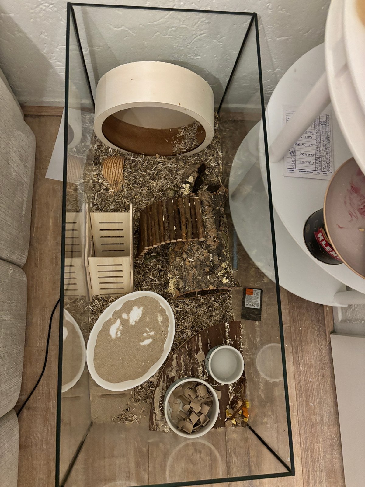 Hamster kooi, Dieren en Toebehoren, Hamster, Juni, Vrouwelijk, Tam