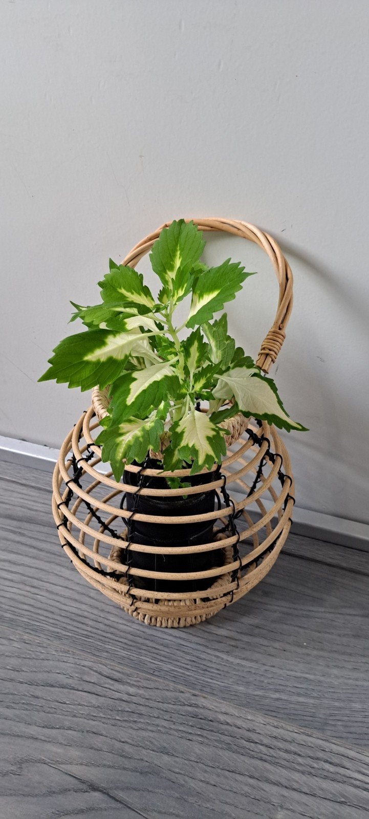 Kamerplant (Coleus) in windlicht. Origineel kado!, Ophalen, Halfschaduw, In pot, Minder dan 100 cm
